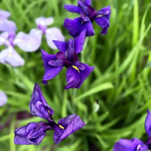 Bulbi di iris, resistenti all'esterno bulbi di estivi regali per giardinieri decorativi bulbi di perenni 8pcs