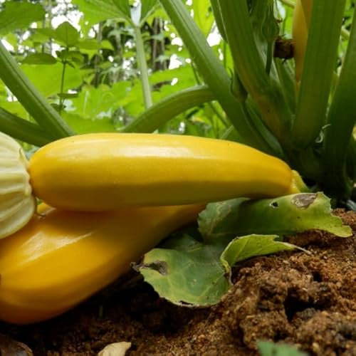 Open-Pollinated Courgette Yellow: Gold Rush Seed. Grow Your Own, Perfect for Any Garden! Grown with Love. Ready to Plant. Certified Organic, Non-GMO Vegetable Seed