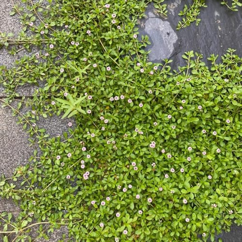 Semi di verbena tappeto - giardino, copertura del terreno Phyla nodiflora, decorazione autunnale regali gli amanti 200pcs