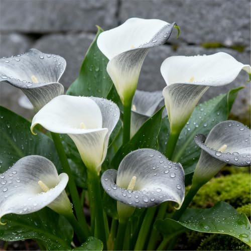 Majestuoso Lirio de Cala/Fácil de cultivar en todas las estaciones/Decoración de interiores para balcones-10 PCS-E
