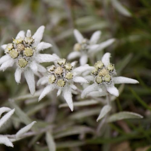 125 piezas semillas edelweiss - de semillas de del jardin resistentes para jardín, pradera para decoración
