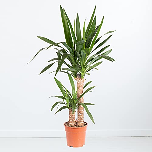 Yucca-Palme, Palmlilie, 2-stämmig, echte Zimmerpflanze, Topfgröße 17 cm, Höhe ca. 80 cm, Zimmerpflanzen für die Wohnung oder das Büro, luftreinigend, Pflanzenversand