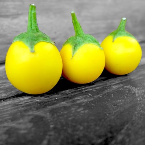 melanzana da orto aromatiche da giardino melanzane resistenti in vaso semi di balcone serra rare varietà di antichi semi biologici, 200semi