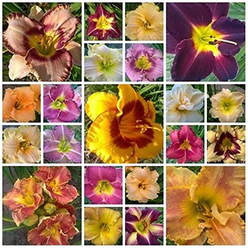 Seeds Hemerocallis, Emerocallide Mix 10 semi. perenne fiore