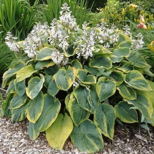 6x Hosta sieboldiana 'Frances Williams' - Hosta sieboldiana ‘Frances Williams’ - Godet 9x9cm