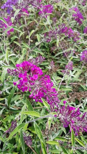 Buddleia davidii 'Nanho Purple' / Arbre aux papillons/Conteneur de 3 à 4 litres