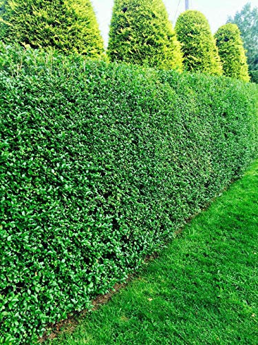5 Green Privet Hedging Evergreen Plants Fast Growing Shrubs 25-40cm Potted Sunnyside Nurseries