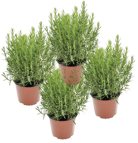 Romero Pack de 4 Unidades de Rosmarinus Plantas Aromáticas de Exterior e Interior