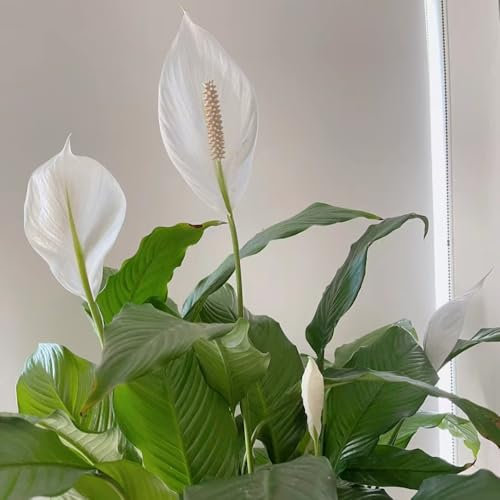 Spathiphyllum-samen luftreinigende zimmerpflanzen einblatt zimmerpflanze samen blumenbeet balkonpflanzen draußen blumensamen blumenwiesensaat grünpflanzen saatgut dauerblüher 10pcs