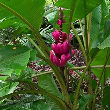 Palm Beach Medicinal Herbs - Pink Banana (Musa Velutina) - Packet of 5 Seeds