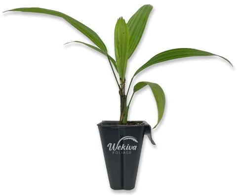 Lady Palm - Live Starter Plant in a 2 Inch Pot - Rhapis Excelsa - Beautiful Clean Air Indoor Outdoor Houseplant