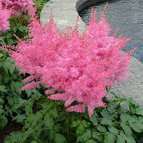 Stauden Gänge 3 x Astilbe arendsii 'Astary Rose' (Winterhart/Stauden/Staude/Mehrjährig) Prachtspiere - in Rosa - Weiche Blütenwolken in bezauberndem Rosa - Sehr Bienen und Insektenfreundlich