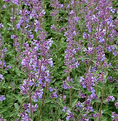 Katzenminze Six Hills Giant - Nepeta faassenii