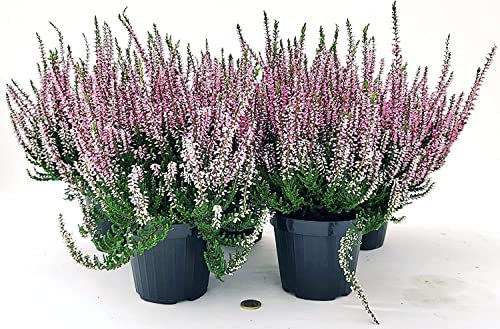 Generico Erica Calluna Rosa 5 plantas V12 cm, plantas verdaderas tierras de Romaña Made in Italy