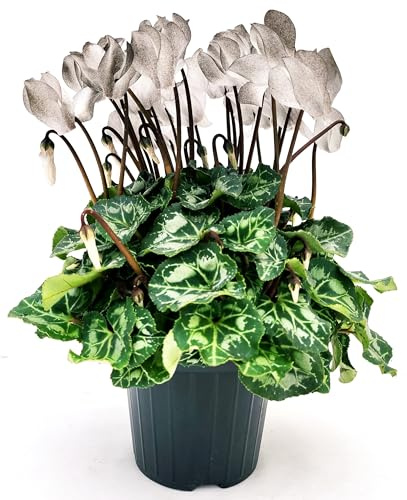 POWERS TO FLOWERS - CICLAMINO COLOR LIFE BLACK, 2 PIANTE, VASO 12CM DIAMETRO, piante vere