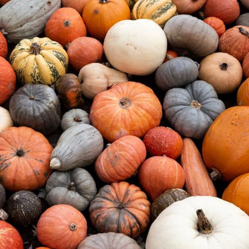 Semillas de calabaza - resistentes para jardines de rocas jardín del balcón variedades antiguas semillas calabaza ornamental extraño regalos sostenibles antiguas 450pcs