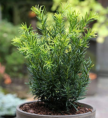 Japanische Zwergeibe Lescow 30-40cm - Taxus cuspidata