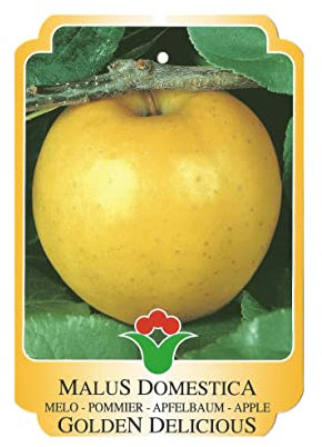Vannucci Piante - Alberi da frutto, piante vere da frutta, piante giovani, piante da esterno (Melo - Malus domestica 'Golden Delicious')