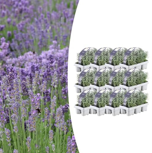 Lavendel angustifolia | 72 bitar - 15cm - Ø7cm - Trädgårdsväxt