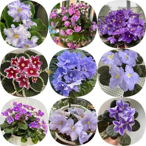 600 pcs Usambaraveilchen Pflanze Kaufen - gartenblumen mehrjährig winterhart Saintpaulia ionantha bienenweide saatgut blumensamen geschenk blumensamen geschenk deko pflanze wildblumenwiese
