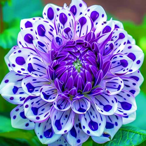 Dahlia Bulbs,Dahlia Tubers,Dahlia Tubers UK(Plant Bulbs,Wedding Flowers,Ornamental Flowers,Hardy Perennial,Garden Flowers)-2bulbs-d