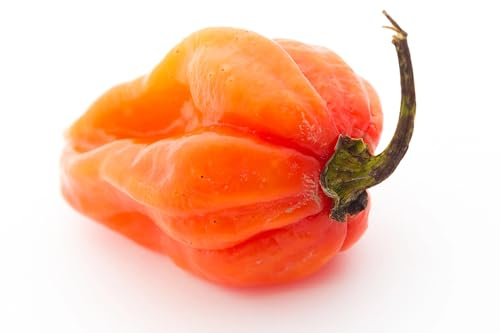 Semillas de Pimiento Habanero - Semillas de chile muy fuerte (Capsicum chinense) para jardín, balcón, maceta y invernadero - diferentes variedades | Love my Nature (Orange)