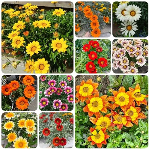 semi d'oro di mezzogiorno, ombra campo, aiuole rialzate rustiche per giardino, resistenti di campo 150pcs