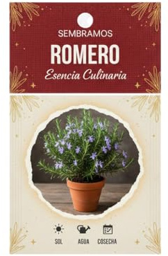 DECOALIVE Romero en Semillas para Cultivo Doméstico – Planta Aromática Resistente para Exterior