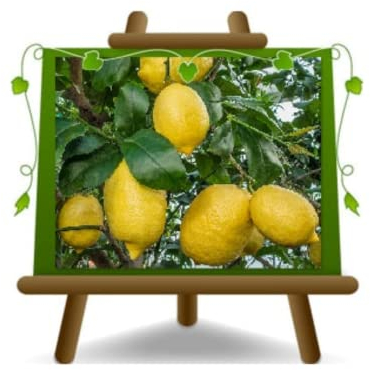 Cítricos de limón suelto Amalfitano planta frutal en maceta 35 cm árbol máx. 180 cm