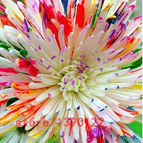 100pcs / bag Regenbogen Gänseblümchen, Gänseblümchen-Samen, Regenbogen Chrysantheme, Bonsai-Blumensamen, natürliche schöne Topfpflanzen für Hausgarten