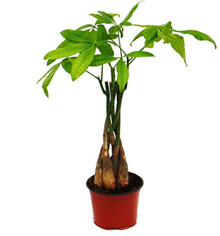 Pachira aquatica, marronnier chanceux - pot de 12cm