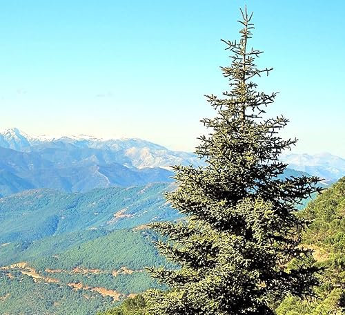 Graines de Sapin d'Espagne, Sapin d'Andalousie, 15 Graines, Conifère de Montagne