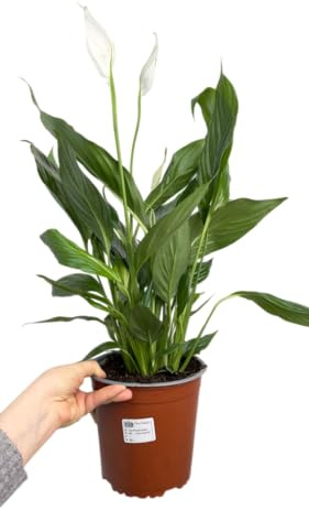 Planta Viva Espatifilo Peace Lily Natural que Purifica el Aire