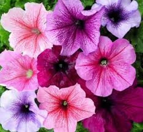 Petunia- (Petunia Multiflora F2) - venato Mix - 100 semi