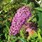 Pianta Buddleja Vaso 18cm