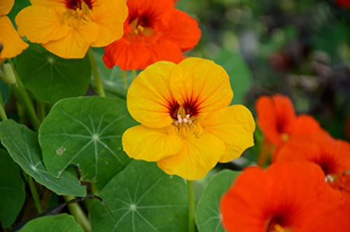 50 graines de capucine Tropaeolum majus Plante grimpante Fleurs Légumes