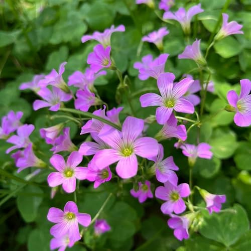 Bulbi di Oxalis, Oxalis corniculata, I bulbi da sono resistenti resistenti all'inverno per balconi regali 8pcs