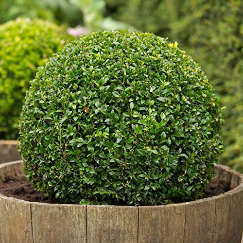 Buchsbaum, Buxus sempervirens, 100 Samen, (Hardy Evergreen, Topiary, Hecke, Bonsai)