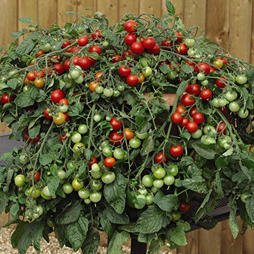 Tomato Seeds 'Red Profusion' Fruit Vegetable Seeds Half-Hardy Annual Garden Plants Solanum lycopersicum L Easy to Grow Your Own 1 Packet of 8 Tomato Seeds by Thompson and Morgan