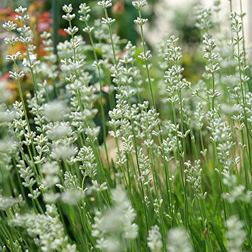 WeißEr Lavendel Pflanze Samen MehrjäHrig Winterhart Blumensamen Bodendecker Balkonpflanzen Lavendelsamen Blumen Deko Herbst Geschenk Schmetterlingsflieder Blumenwiese Samen Bonsai 50 Lavender Seeds