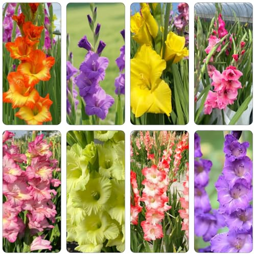 bulbi gladioli da giardino resistenti da giardino interni gladioli decorazione ufficio bonsai interni balcone resistenti balcone 25pcs