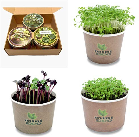 Cresson de Fontaine Cresson de Jardin et Radis Micro-pousses Graine à Germer Bio. Plantules Grandir Cultiver Croissante Légume Végétal Germes Microgreens