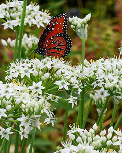 seedsown Germination Les graines: Graines (Ciboulette Ail Allium tuberosum) - Bio - Graines 1000-1200