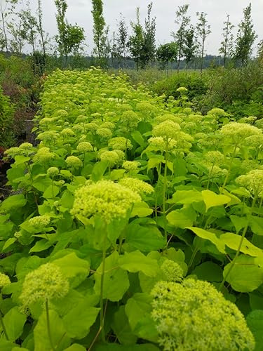 Hortensie Annabell weiß, sicher in der Blüte großblumig 40-60 im Topf gewachsen