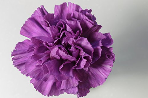 Carnation Violet 30 Seeds, Dianthus - Bloom All Summer Long