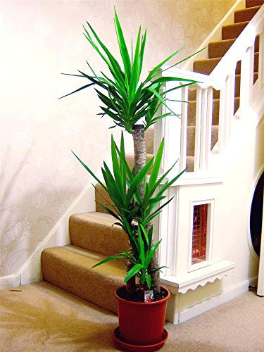 Large Traditional Evergreen House Plants in Pot - Triple Yucca