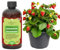 Premium Liquid Strawberry Fertilizer - 3-1-2 Concentrate for Indoor Plants and Flowers by GardenNova | Organic Plant Food for Strawberries - 8oz