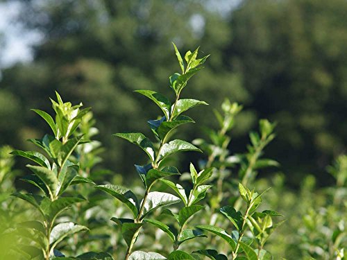 5 Stk. Liguster Ovalifolium Ligusterhecke Containerware 40-60 cm hoch - Ligustrum Ovalifolium - Garten von Ehren®