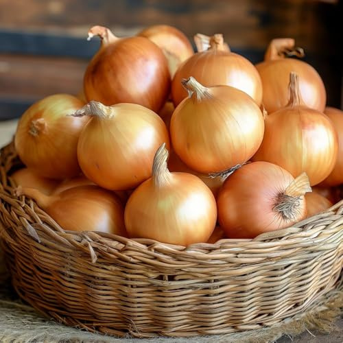 600 pezzi acquistare semi di set di cebolla - semi di ortaggi inverno cebolla, giardino, resistenti all'inverno