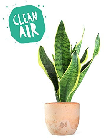 Sanseveria Trifasciata, Lingua di Suocera - Pianta Vera da Interno - Altezza 45 cm - Vaso Artigianale